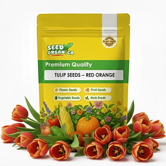 Tulip Seeds – Red Orange