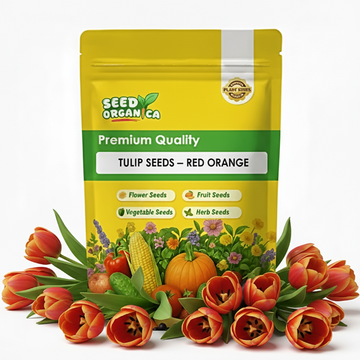 Tulip Seeds – Red Orange