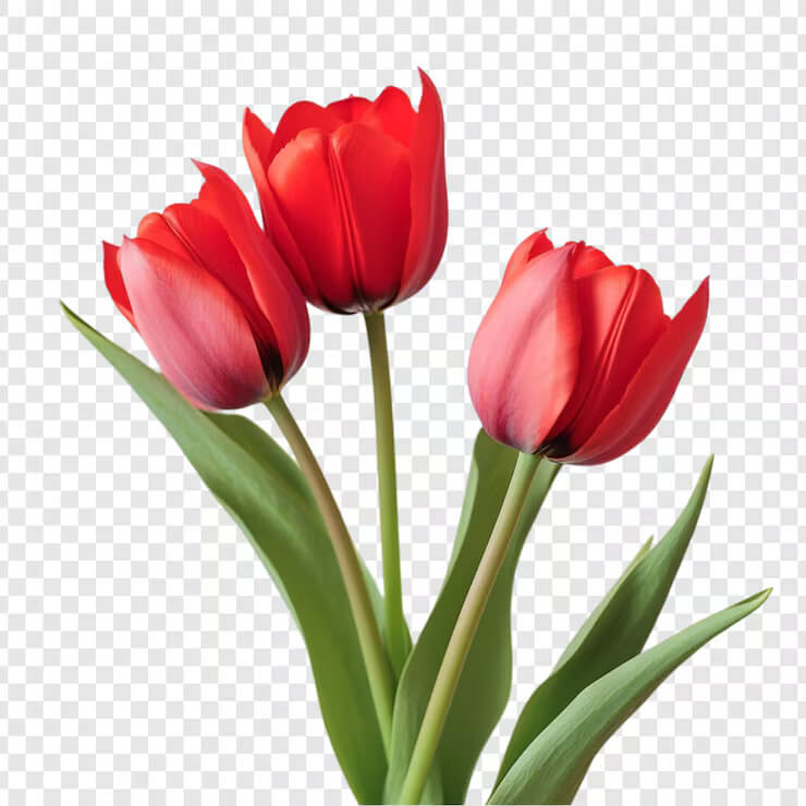Tulip Seeds – Red and Pink