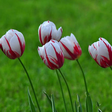 Tulip Seeds – Red and White