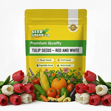 Tulip Seeds – Red and White
