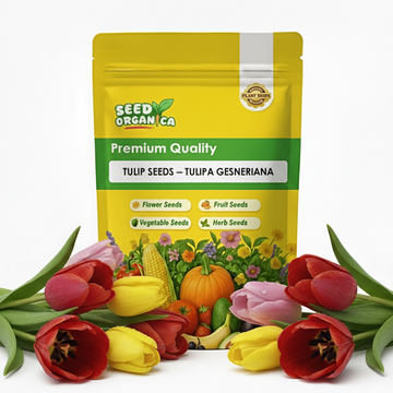 Tulip Seeds – Tulipa gesneriana