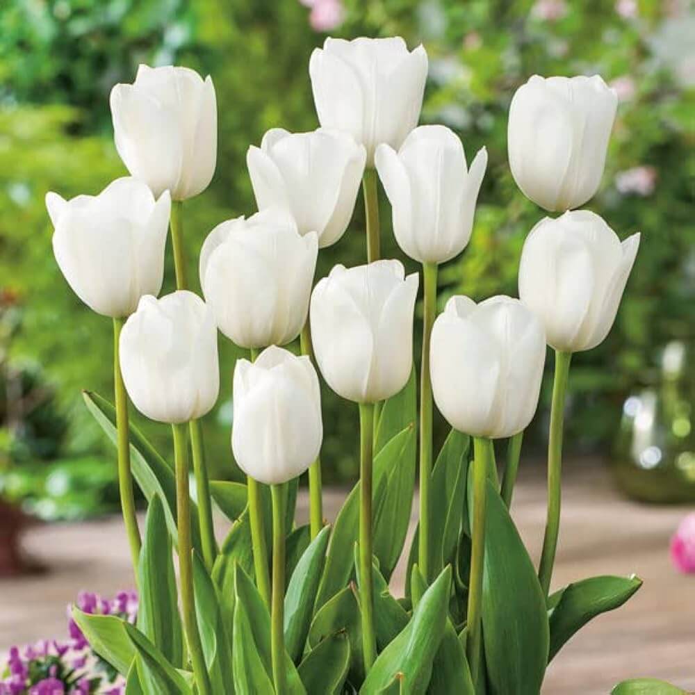 Tulip Seeds – White Collection