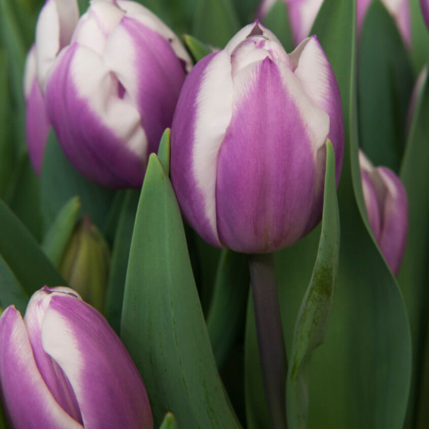 Tulip Seeds – White and Lavender