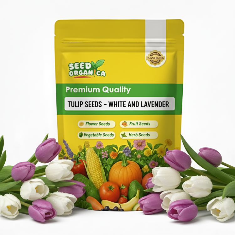 Tulip Seeds – White and Lavender