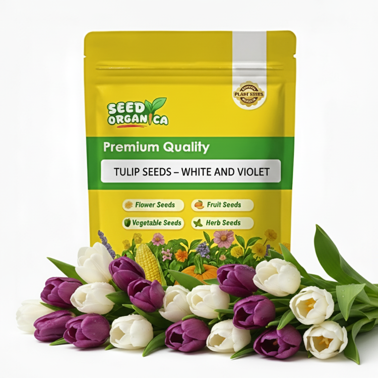 Tulip Seeds – White and Violet