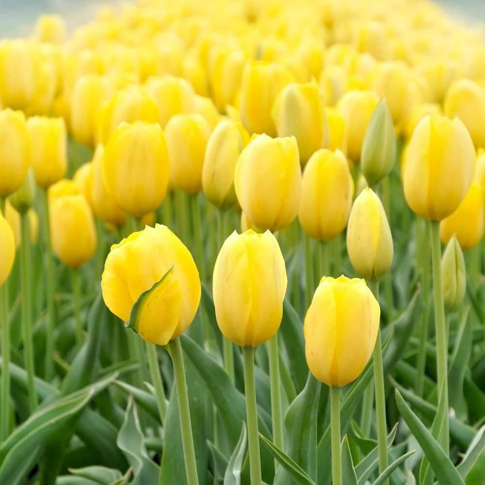 Tulip Seeds – Yellow 