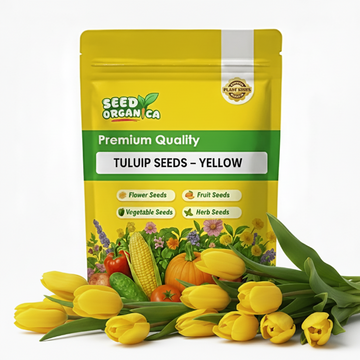 Tulip Seeds – Yellow