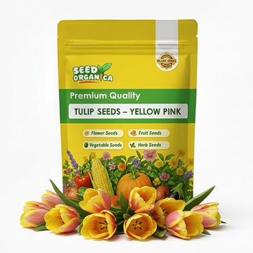 Tulip Seeds – Yellow Pink