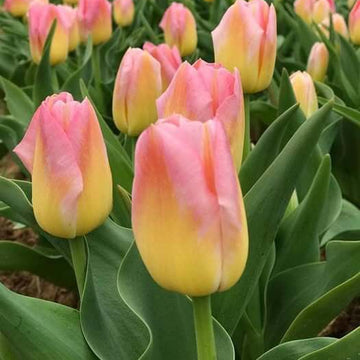 Tulip Seeds – Yellow and Pink 