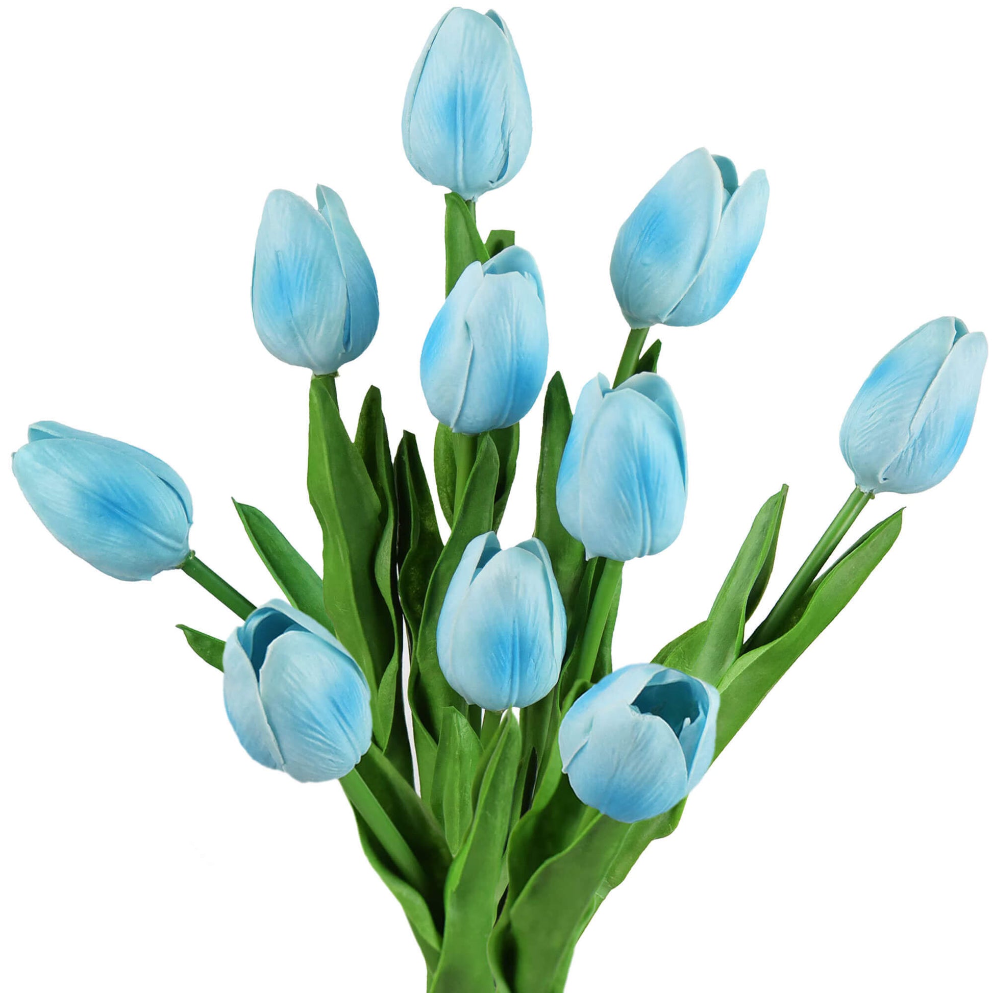 Tulip Seeds – Sky Blue