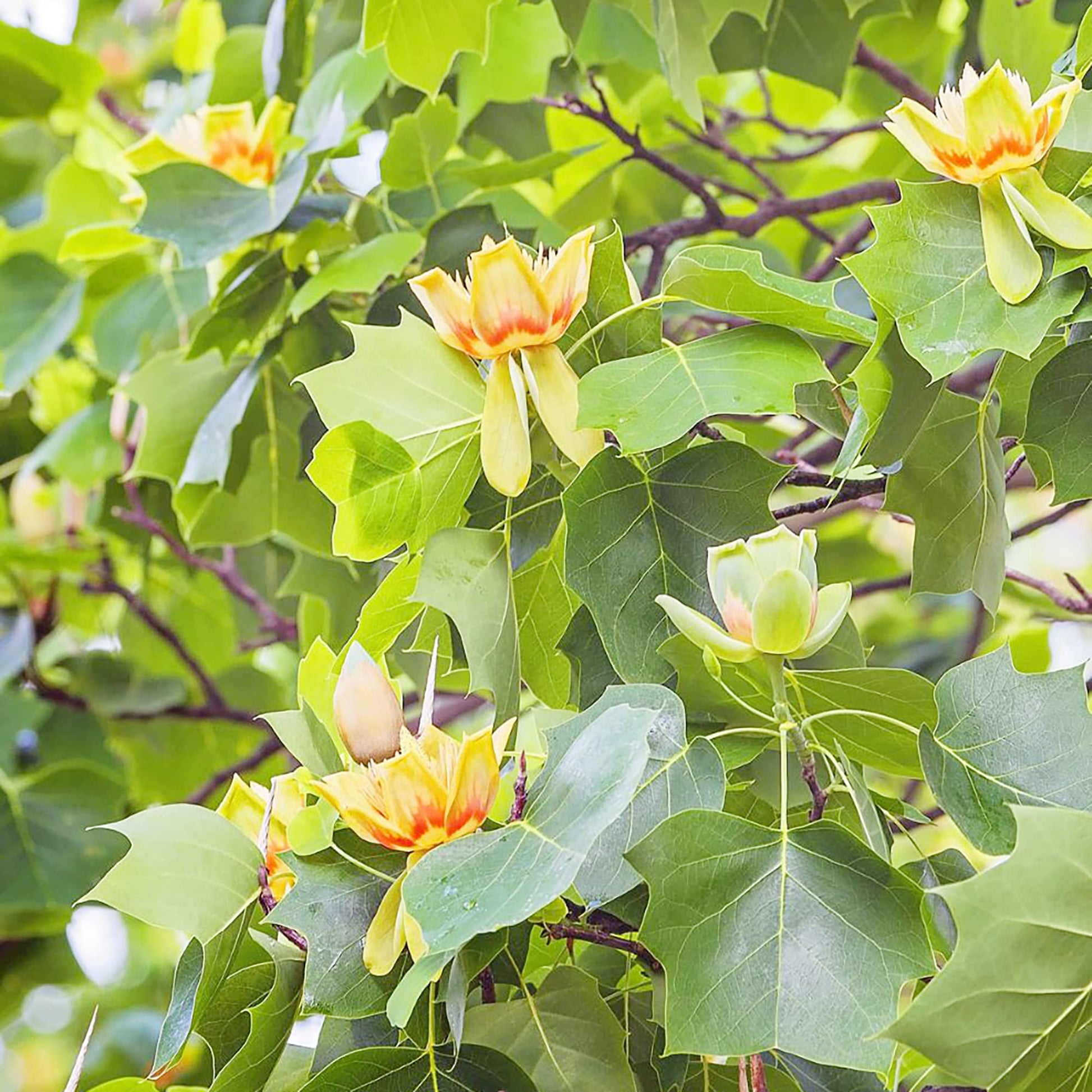Tulip Tree Seeds – Ornamental Shade Tree
