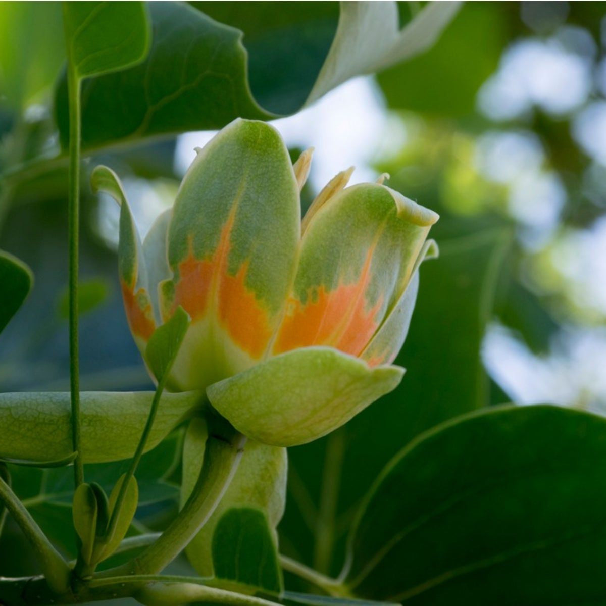 Tulip Tree Seeds – Ornamental Shade Tree
