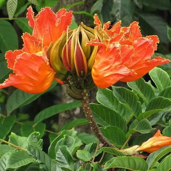 Tulip Tree Seeds – Premium Heirloom