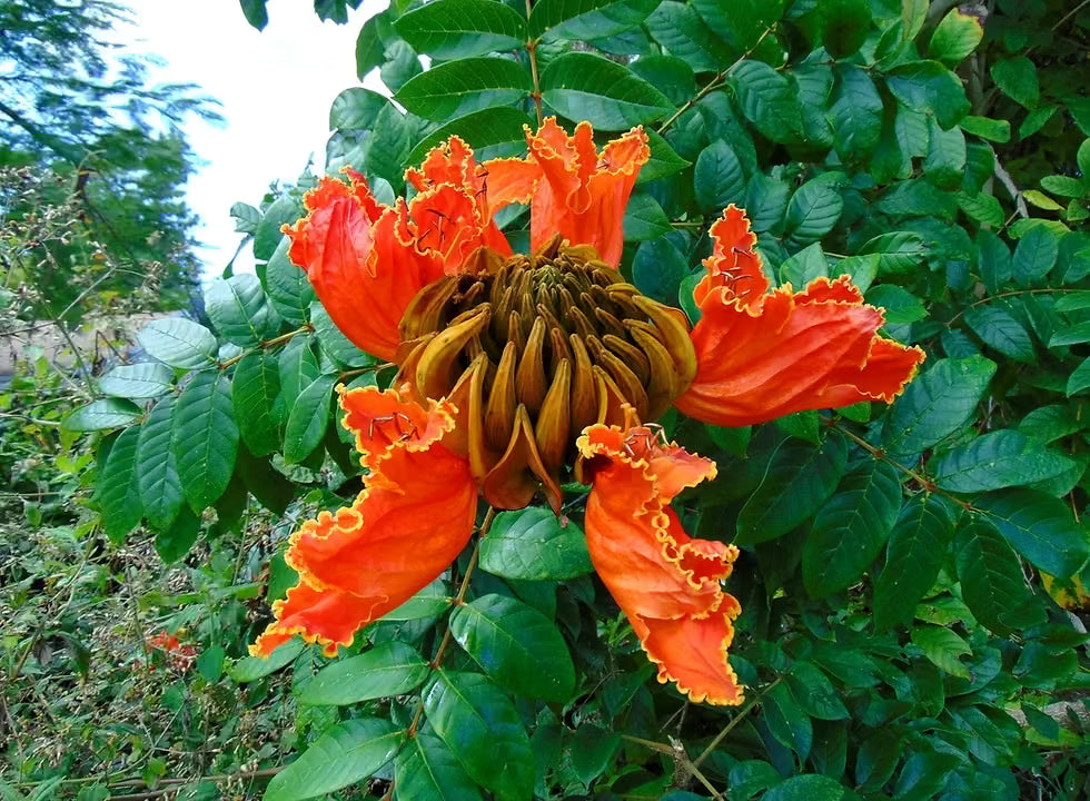 Tulip Tree Seeds