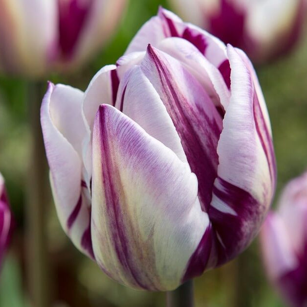 Tulip Seeds – White and Lavender
