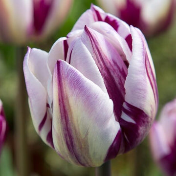 Tulip Seeds – White and Lavender