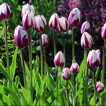 Tulip Seeds – White and Violet