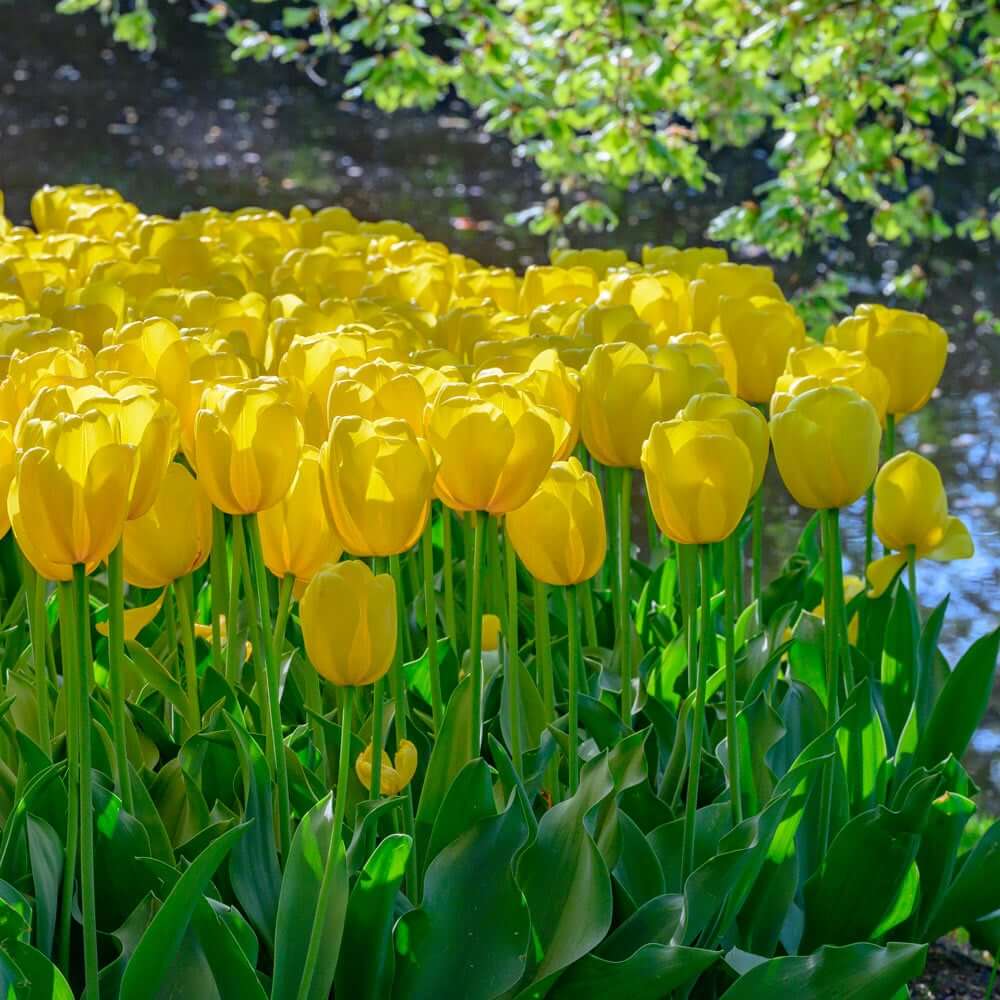 Tulip Seeds – Yellow 