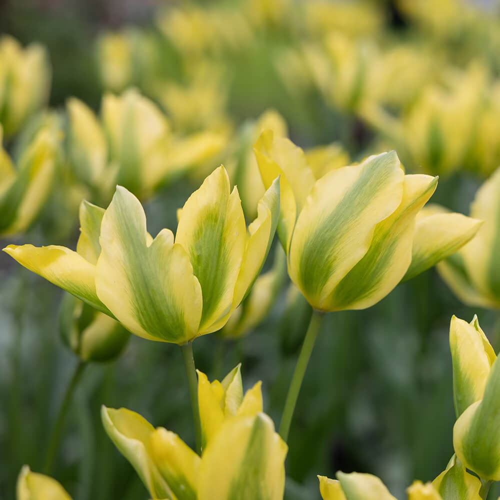 Tulip Seeds – Yellow and Green