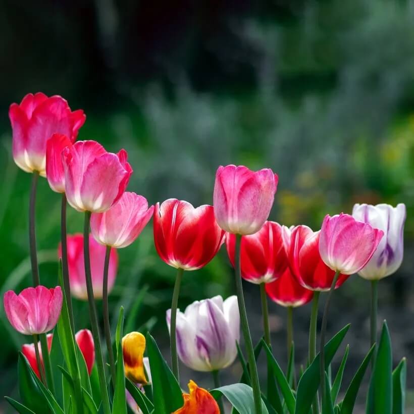 Tulipa Seeds - Flower Plant for Home Gardens