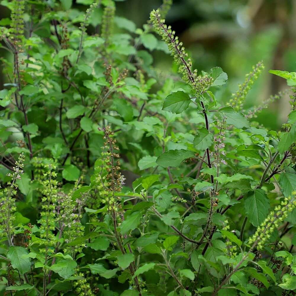 Tulsi Basil Seeds