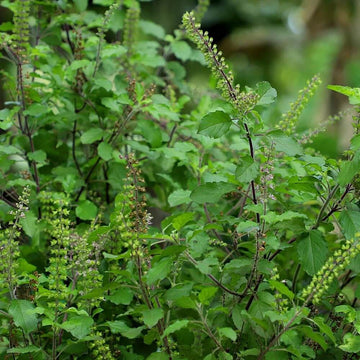 Tulsi Basil Seeds