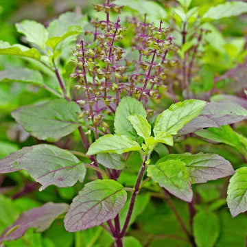 Tulsi Krishna Basil Seeds
