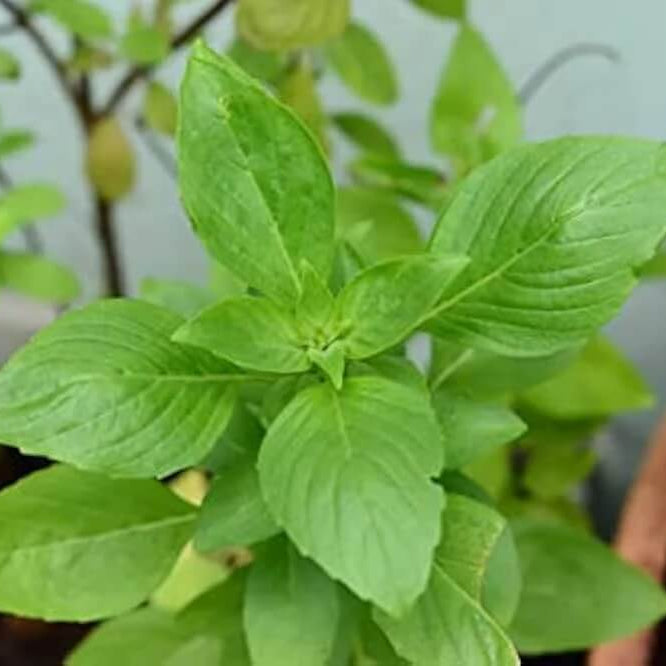 Tulsi Vana Ocimum Gratissimum Basil Seeds