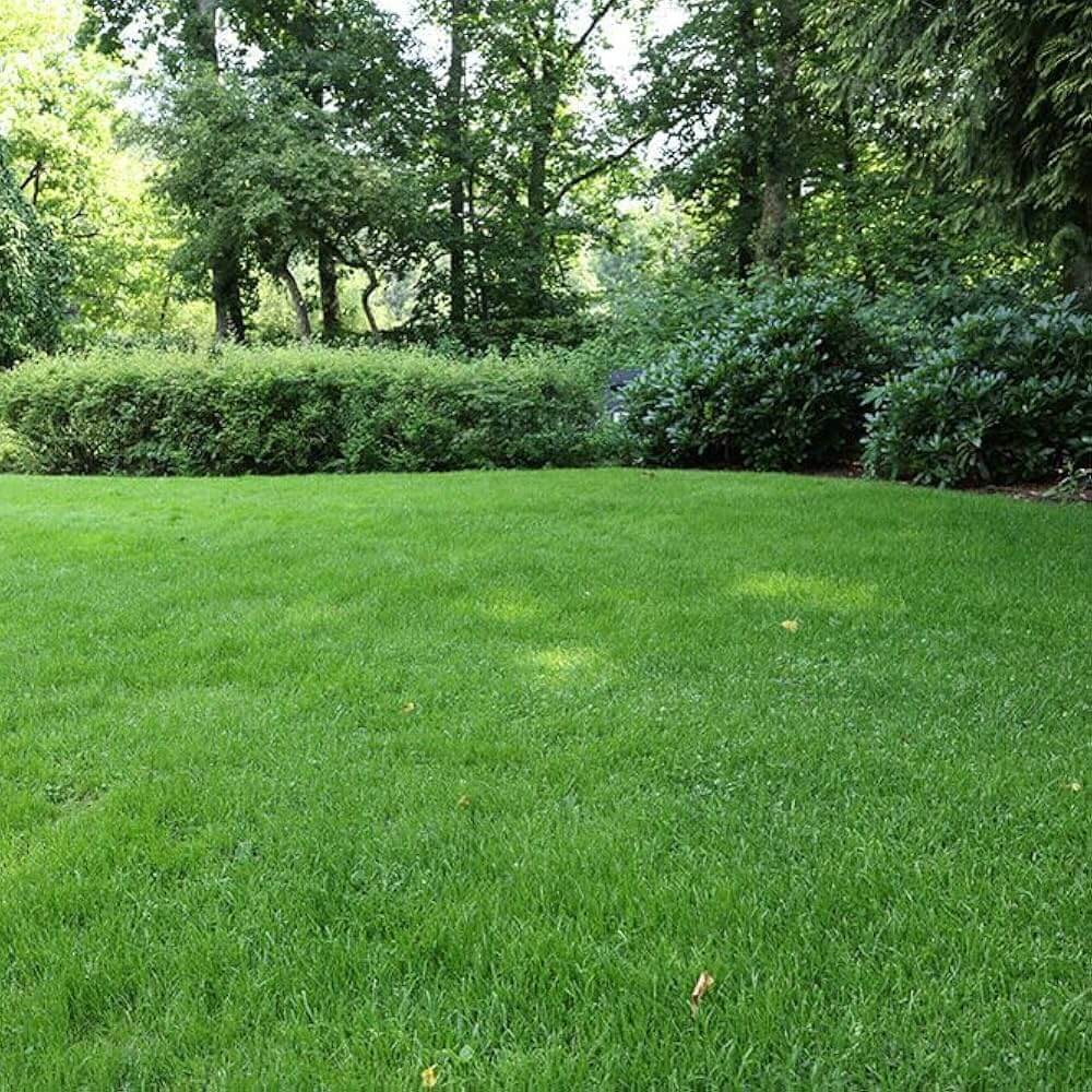 Turfgrass Zoysia Seeds - Flower Plant