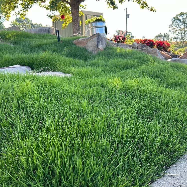 Turfgrass Zoysia Seeds - Flower Plant