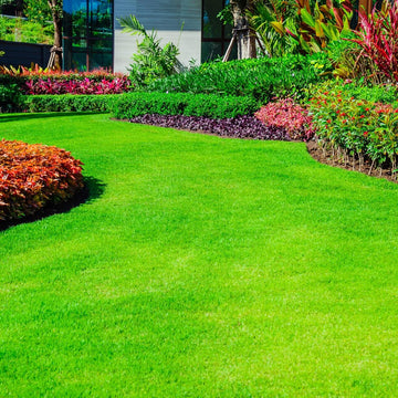 Turfgrass Zoysia Seeds - Flower Plant