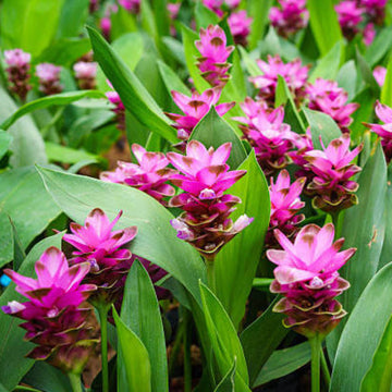 Turmeric Seeds – Pink