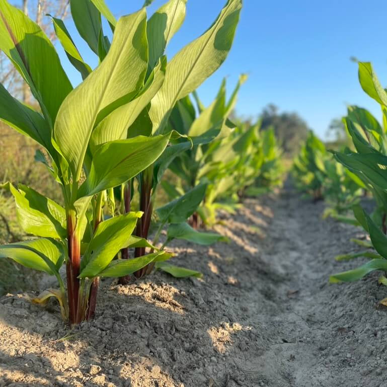 Turmeric Seeds – Planting