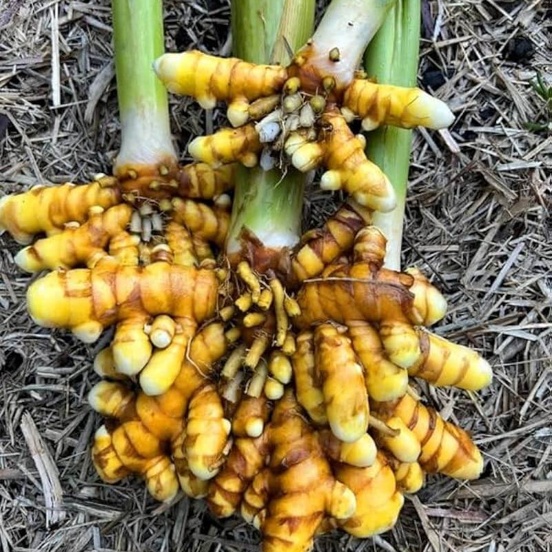 Turmeric Seeds – Root Growing
