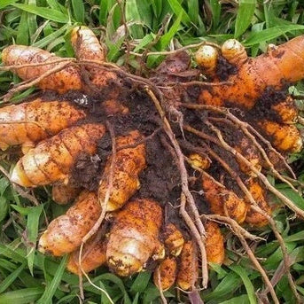 Turmeric Seeds – Root Growing
