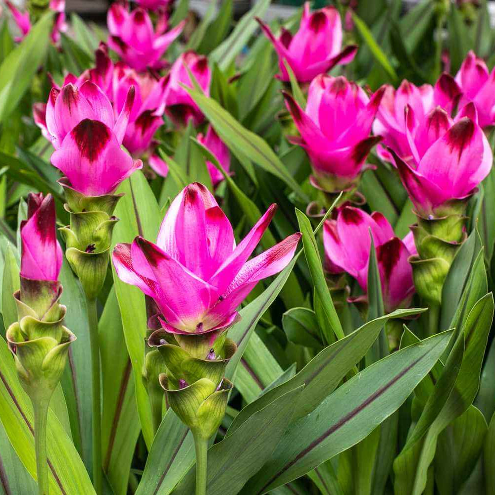 Turmeric Seeds – Pink