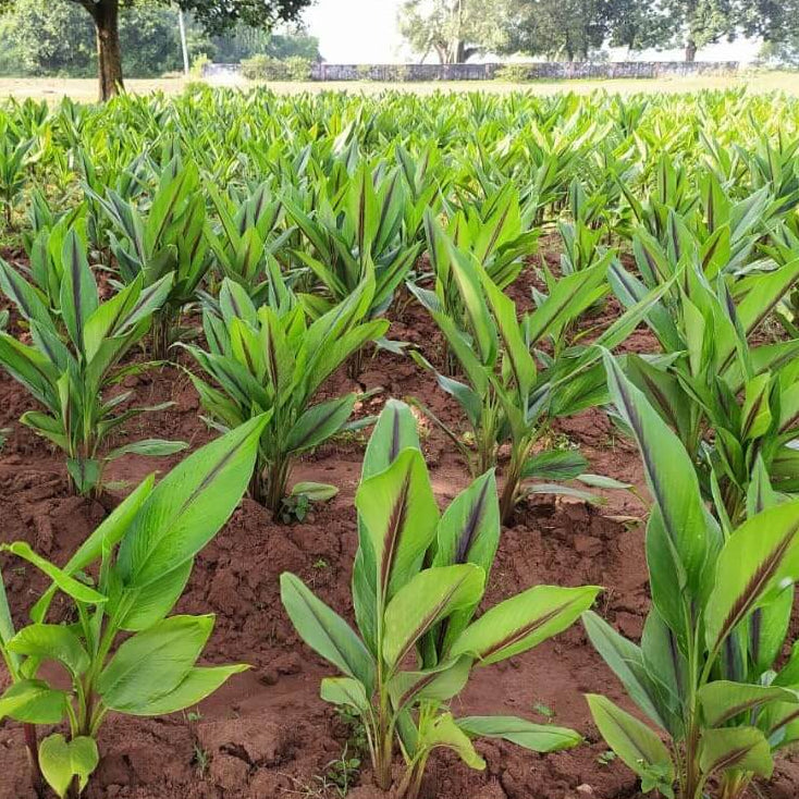 Turmeric Seeds – Planting