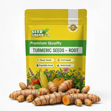 Turmeric Seeds – Root