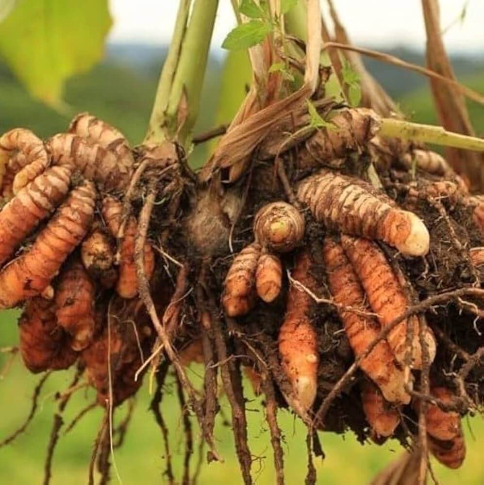 Turmeric Seeds – Root Growing
