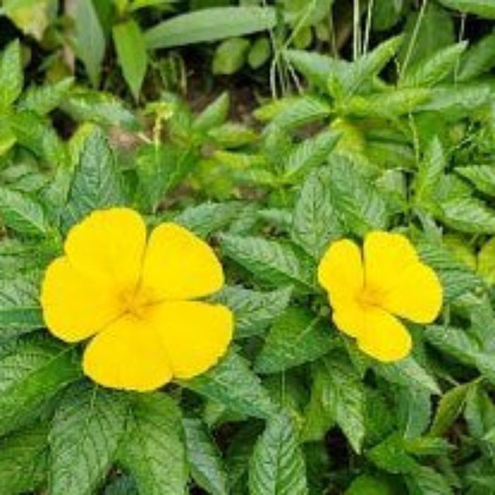 Turnera ulmifolia Seeds – Mexican Pansy Seeds
