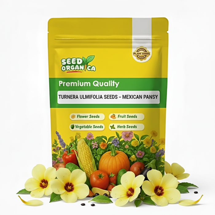 Turnera ulmifolia Seeds – Mexican Pansy