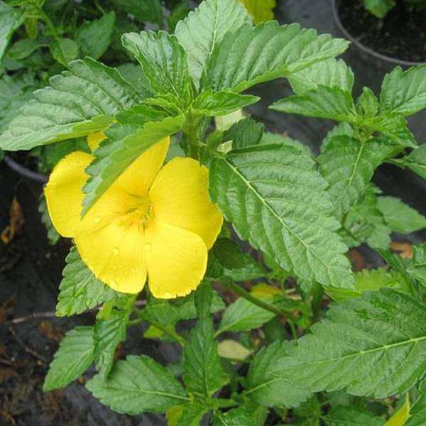 Turnera ulmifolia Seeds – Mexican Pansy Seeds
