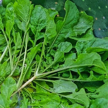Turnip Greens Seeds