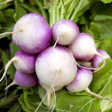 Turnip Seeds – Purple White