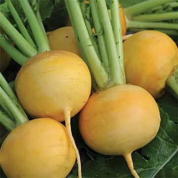Turnip Seeds – Golden Ball