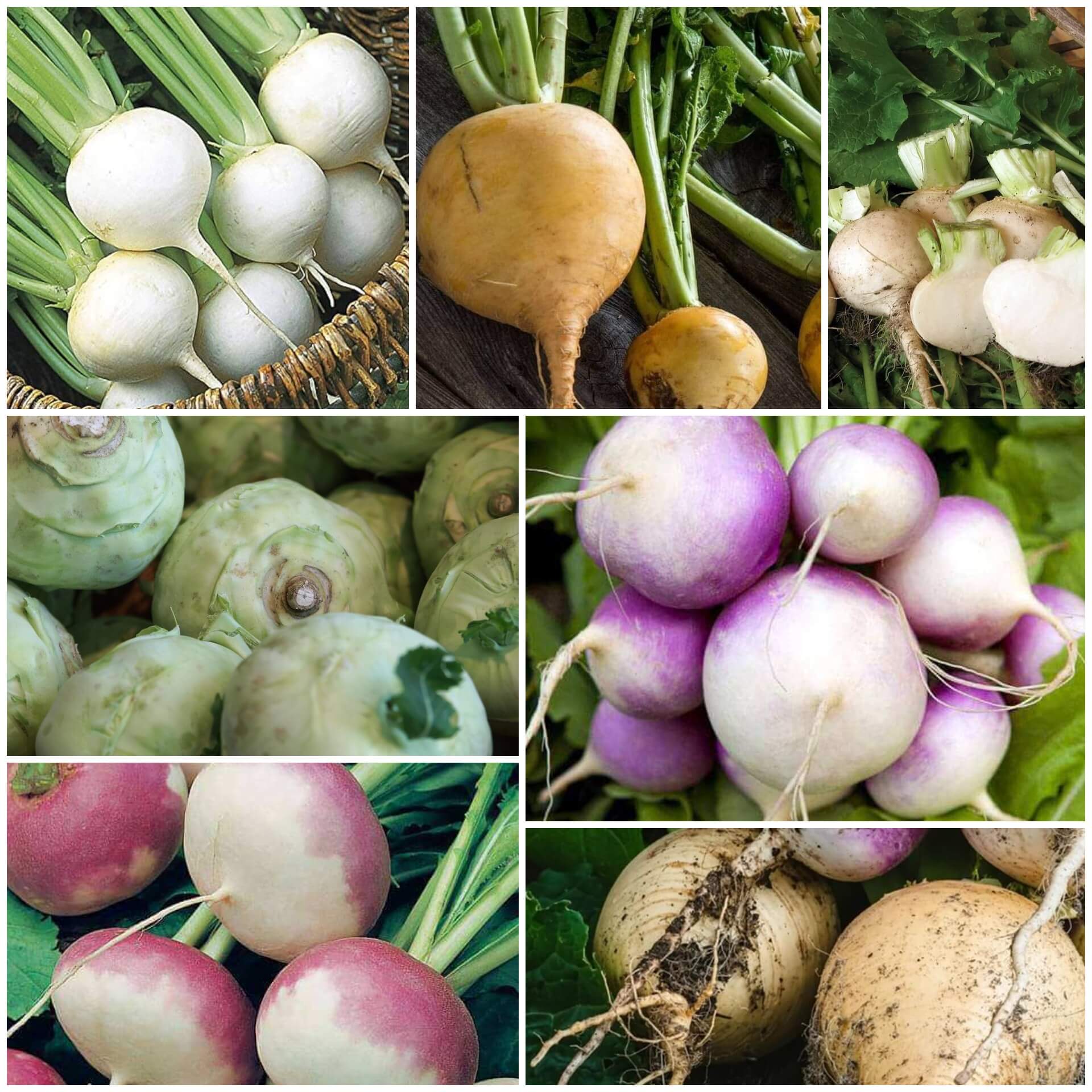 Turnip Seeds - All In One For Home Gardens