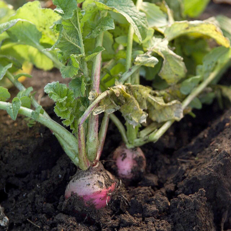 Turnip Seeds - All In One For Home Gardens