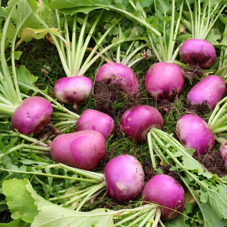 Turnip Seeds - All In One For Home Gardens