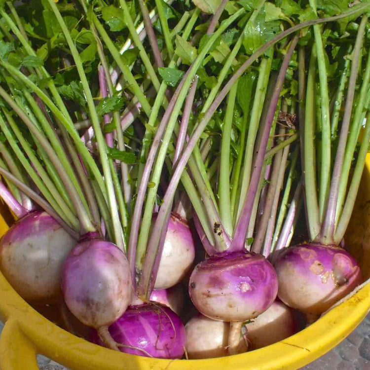 Turnip Seeds - All In One For Home Gardens